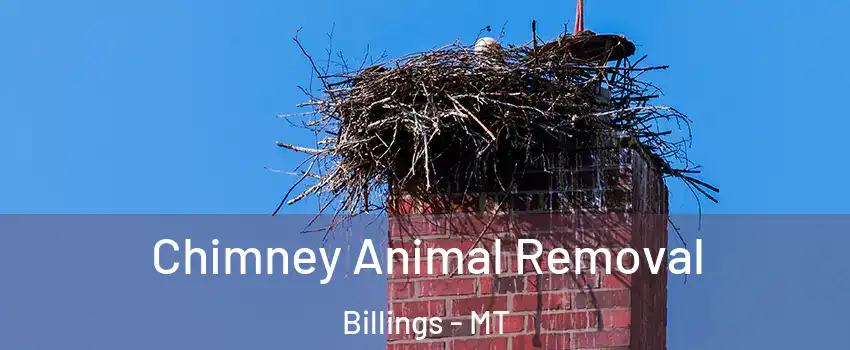  Chimney Animal Removal Billings - MT