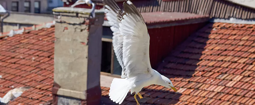 Residential Chimney Animal Removal Solution in Billings, MT