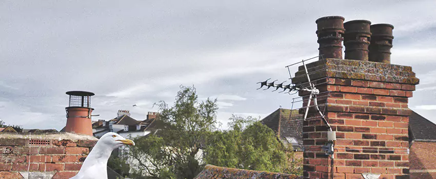 Chimney Cleaning And Restoration in Billings, Montana